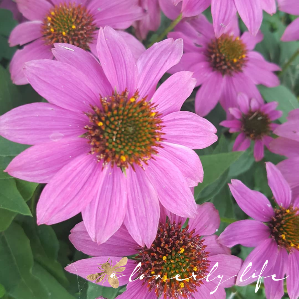 purple coneflower, attract butterflies to your garden, a loverly life