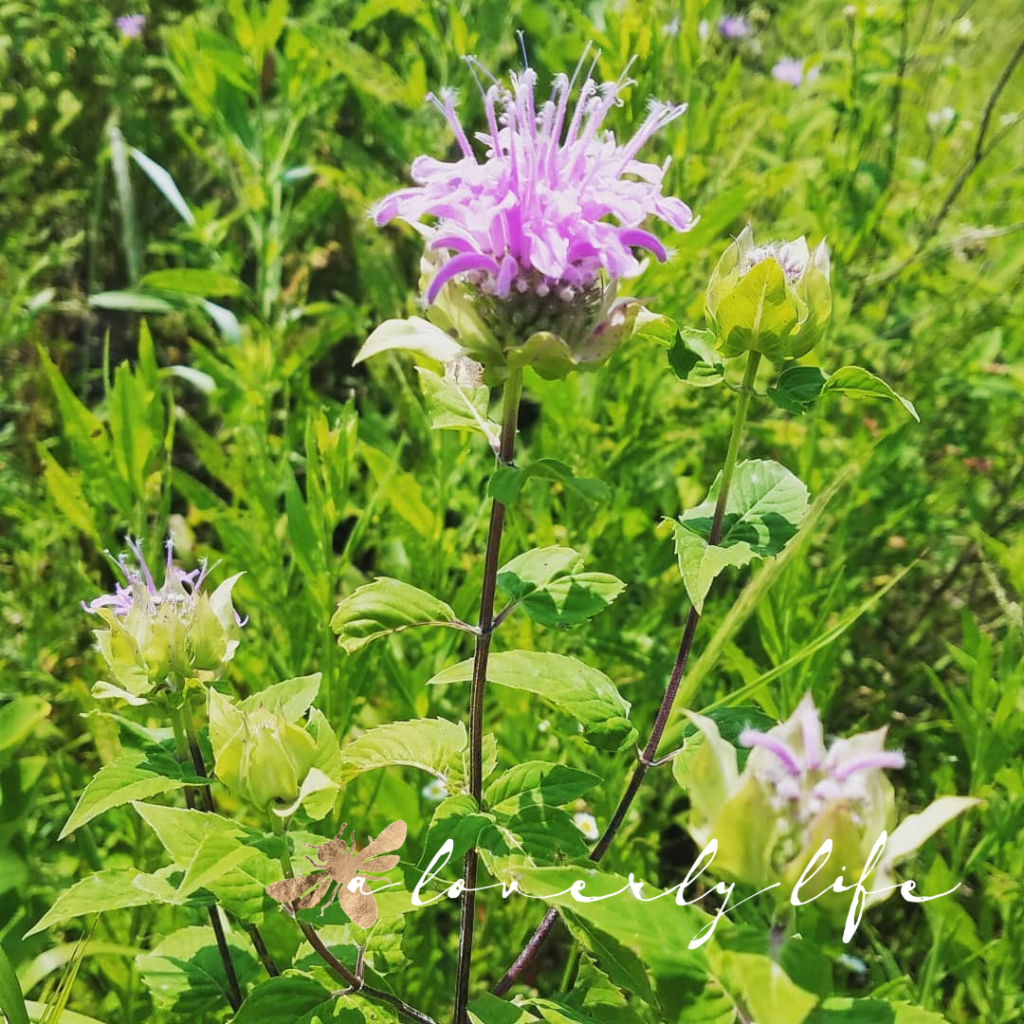 bee balm bergamot pollinator garden