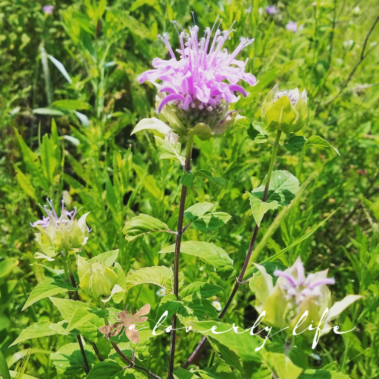 My secret to growing MORE Bee Balm (and other perrenials)