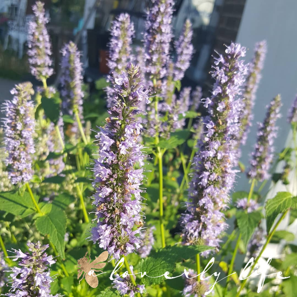 anise hyssop, attract butterflies to your garden, a loverly life