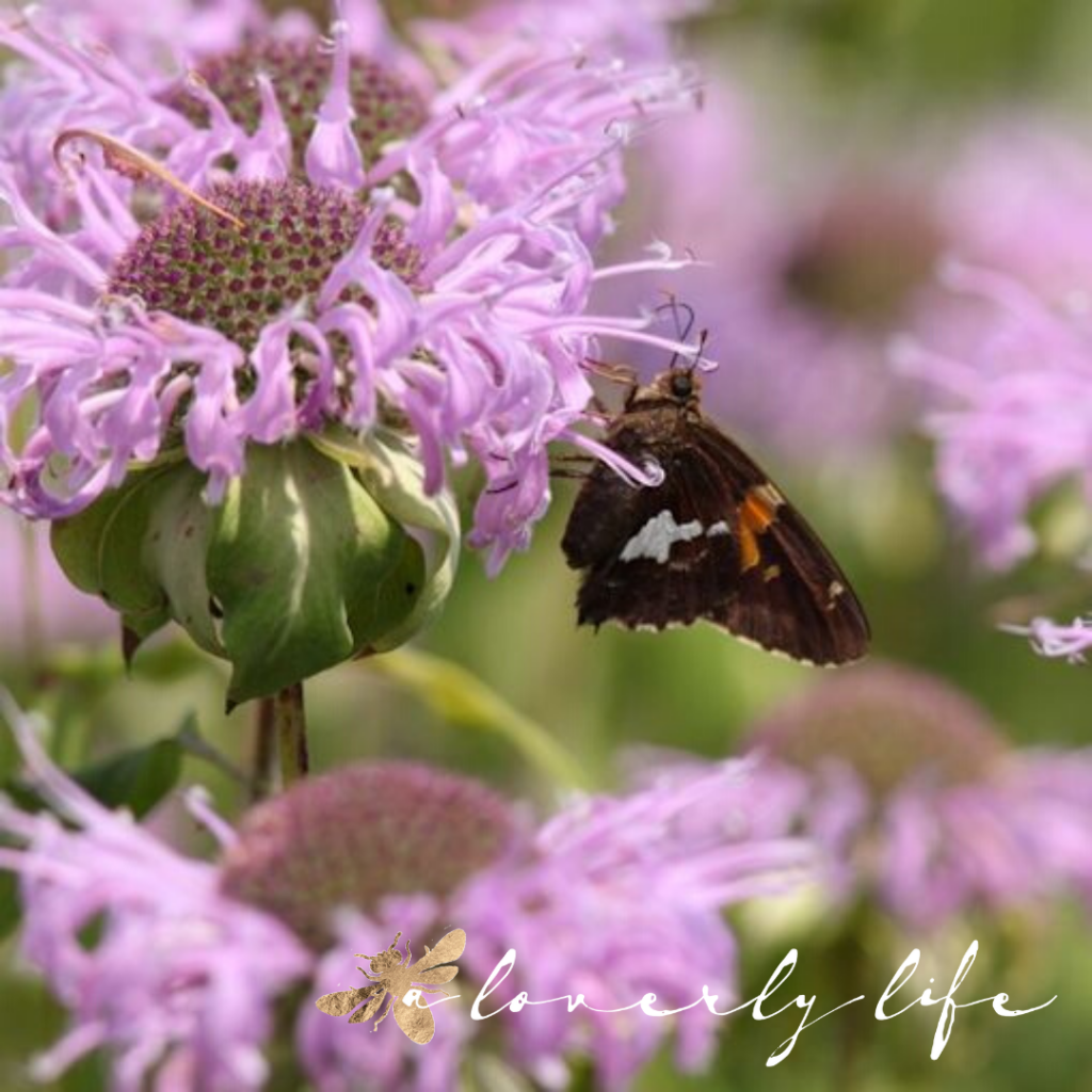 bee balm & butterfly, attract butterflies to your garden, a loverly life