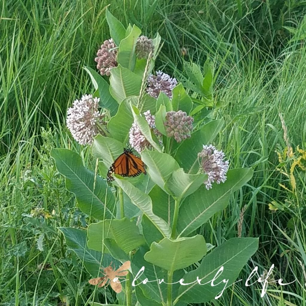 butterfly milkweed & monarch, attract butterflies to your garden, a loverly life