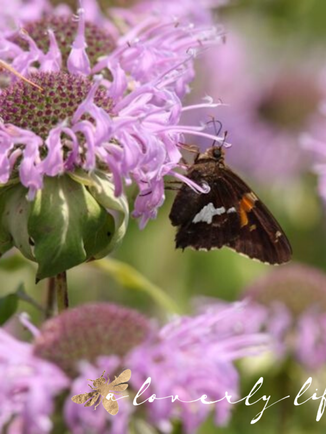 The 7 Best Plants to Attract Butterflies to Your Garden