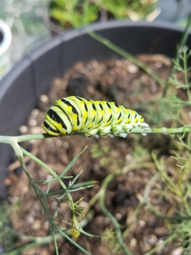 Who’s Munching the Dill?