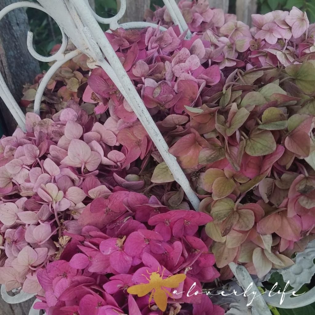 pink hydrangeas