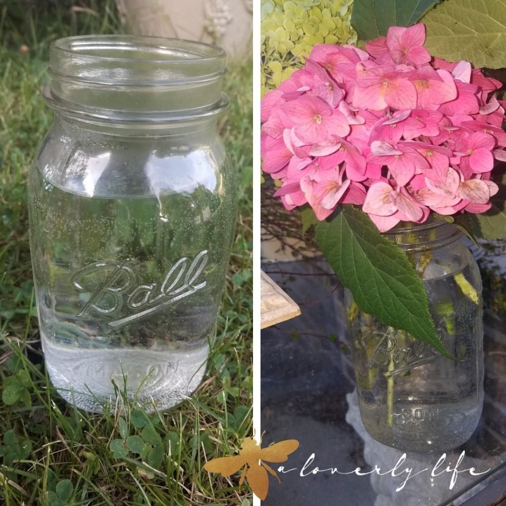 ball jar ready for cut hydrangeas