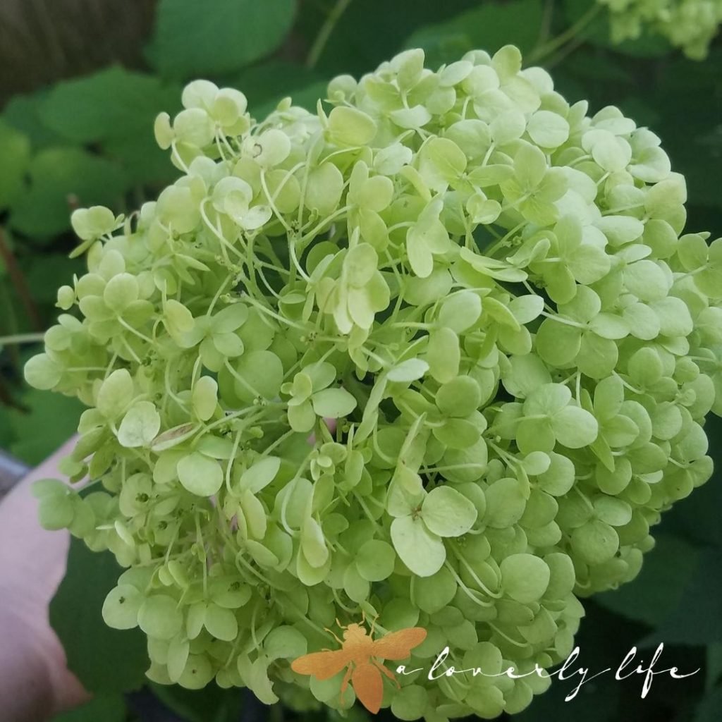 annabelle hydrangeas