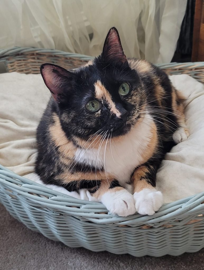 photogenic lulu on her new pet bed 