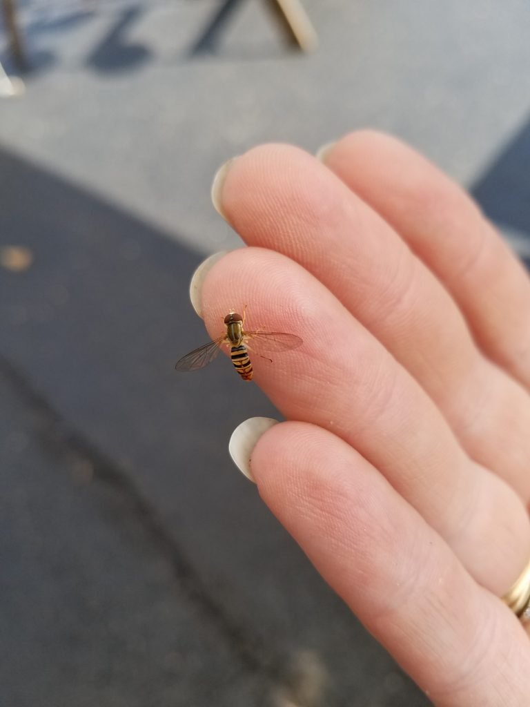 tiny bee