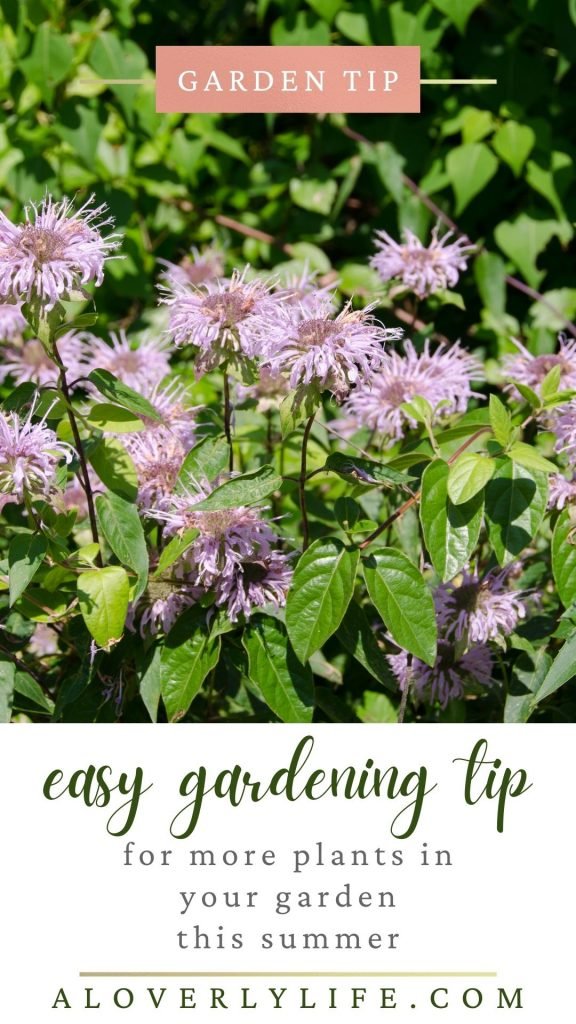 garden tips bee balm