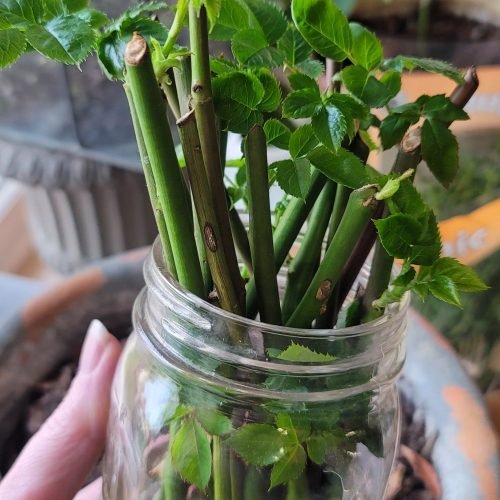 hot to propogate roses from cuttings | a loverly life