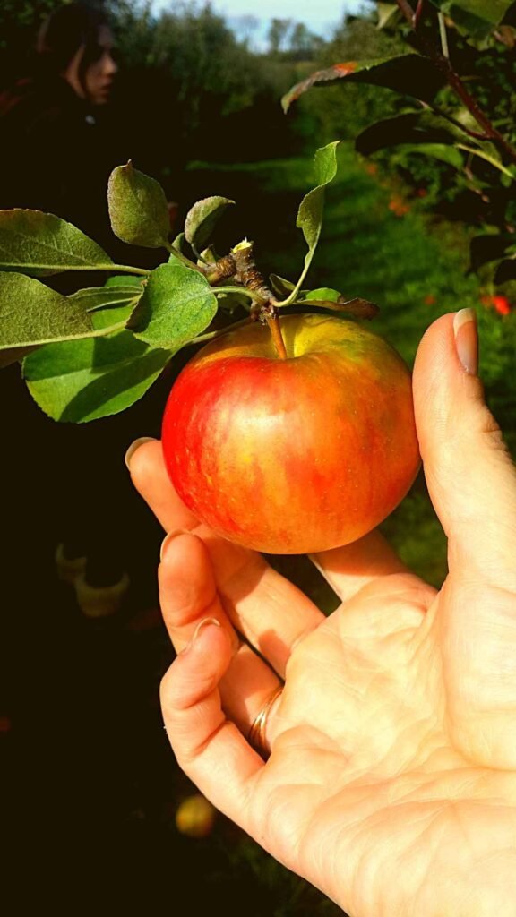 honeycrisp apple