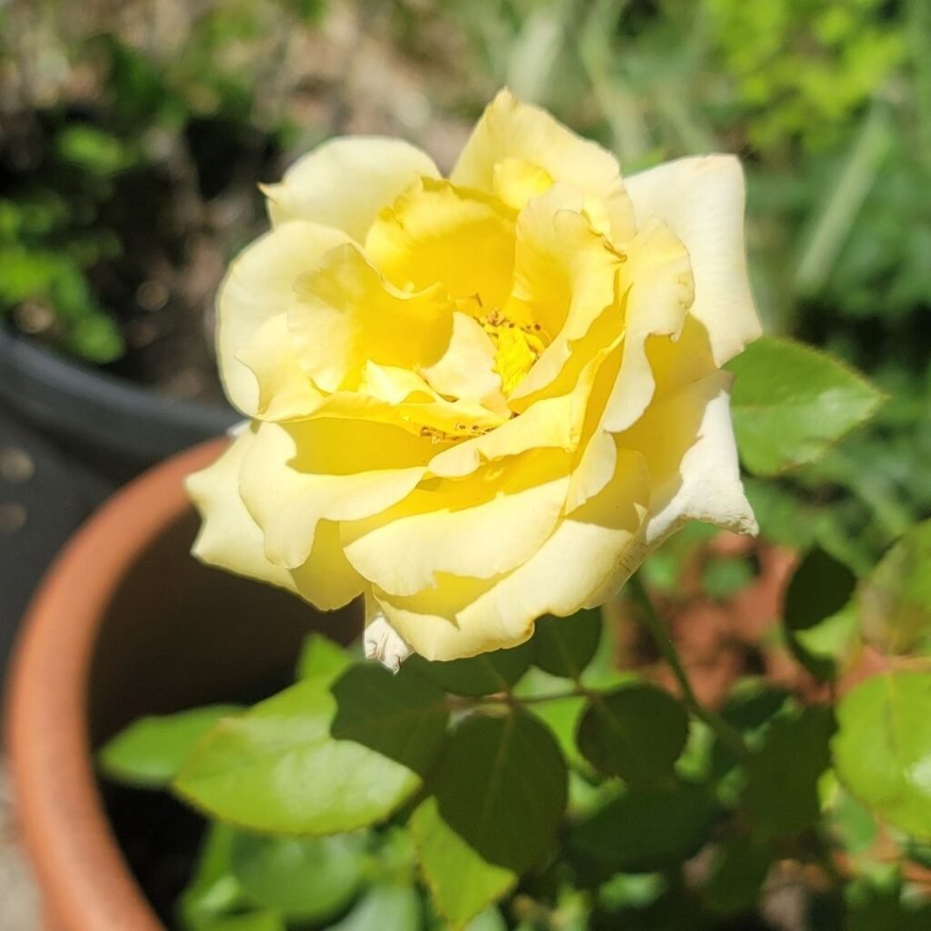 Propagated roses