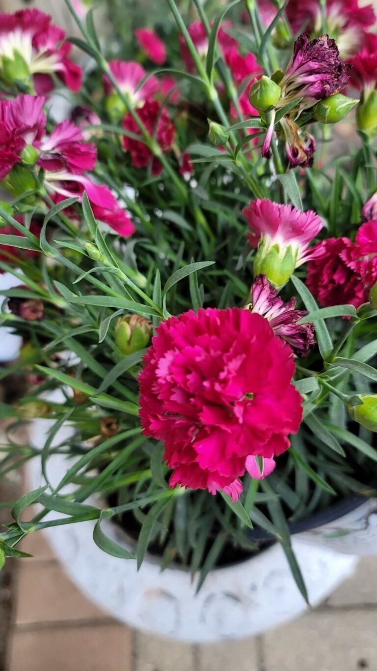 beautiful proven winners carnations