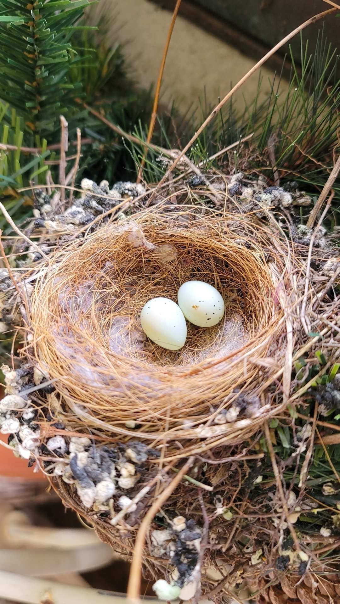finch nest tiny eggs
