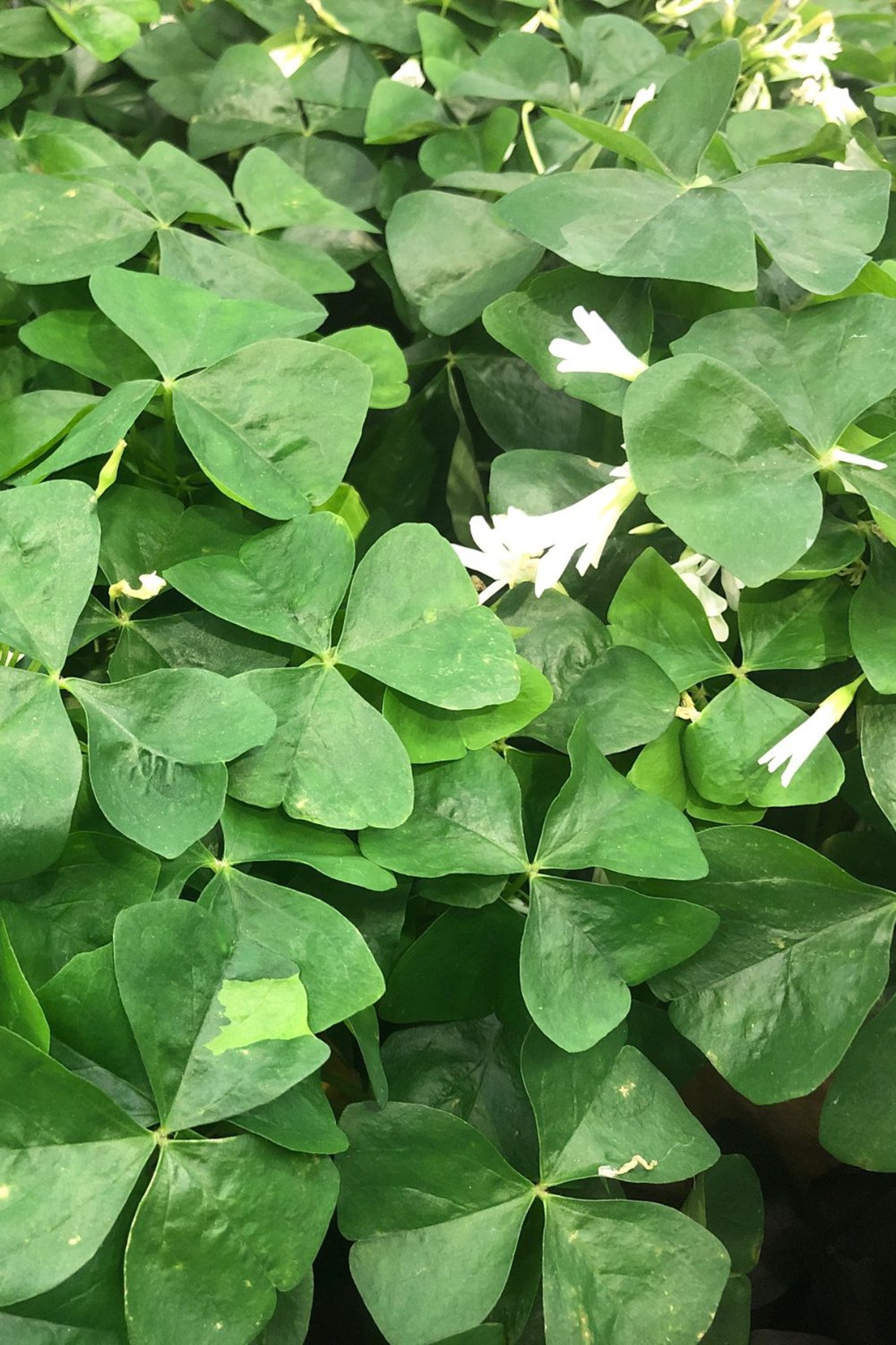 How to care for Shamrocks - A loverly life