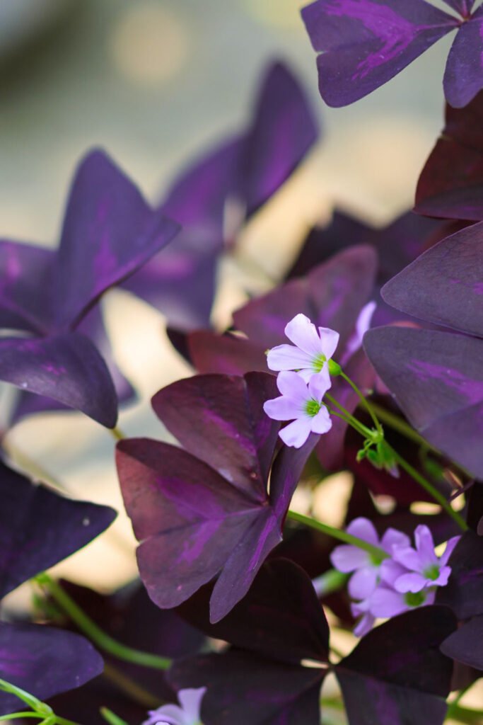 how-to-care-for-oxalis-shamrock-clover-purple.jpg