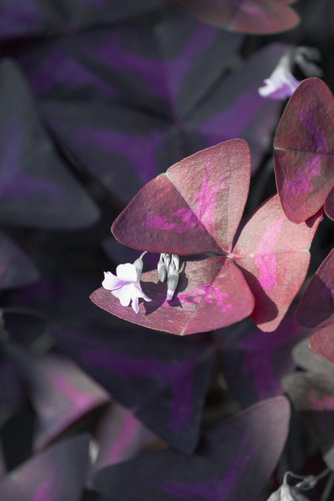 purple-oxalis-clover-shamrock-with-blooms-flowers.jpg
