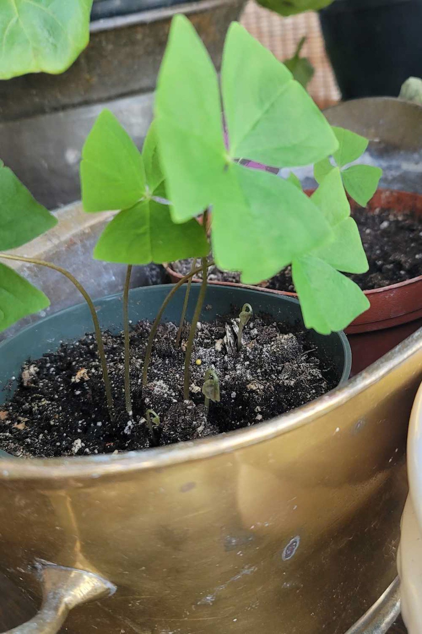 How to care for Shamrocks - A loverly life