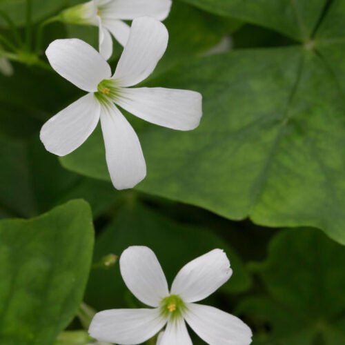 how to care for shamrocks