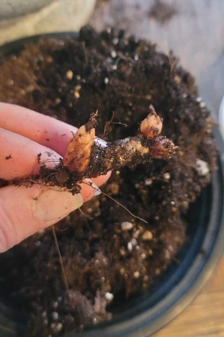 How to care for Shamrocks A loverly life