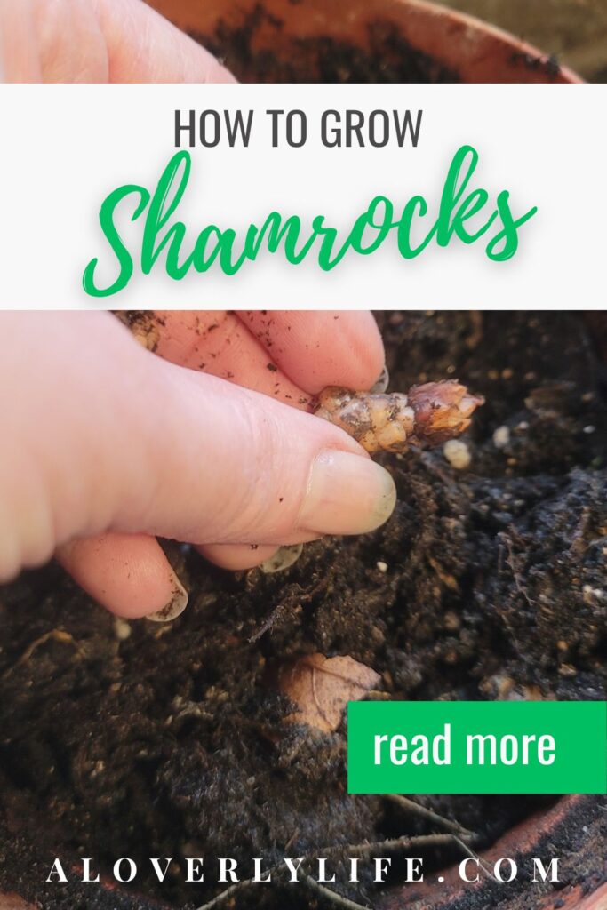 tips for growing shamrocks a loverly life